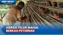 Harga Telur Meroket di Bojonegoro, Berkah bagi Peternak Ayam Petelur