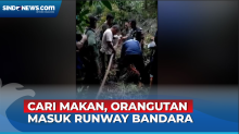 Orangutan Masuk Runway Bandara Iskandar Pangkalan Bun Terpaksa Ditembak Bius