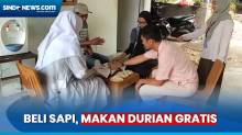 Beli Sapi Kurban di Ciampea Bogor, Gratis Makan Durian