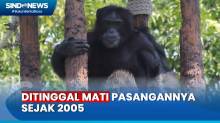 Sulitnya Mencari Pasangan untuk Idi, Simpanse Jantan Berusia 50 Tahun di Kebun Binatang Surabaya
