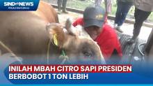 Sedihnya Perpisahan Mbah Citro Sapi Presiden Jokowi dengan Pemiliknya di Mamasa