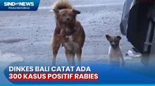 Dinkes Bali Catat Ada 300 Kasus Positif Rabies, 4 Meninggal Dunia