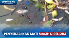 Warga Kaget! Ikan di Situ Rawa Arum Kota Cilegon Mati Mengapung