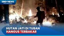 Diduga Sengaja Dibakar, Hutan Jati Seluas 5 Hektare Hangus Terbakar