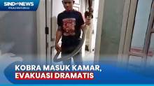 Dramatis, Petugas Evakuasi Kobra Panjang 3 Meter dari Kamar Warga Aceh Besar