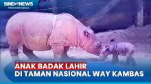 Kabar Gembira! Anak Badak Sumatra Lahir di Taman Nasional Way Kambas