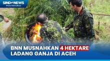 4 Hektare Ladang Ganja dengan Sistem Tumpang Sari Dimusnahkan BNN di Aceh