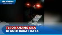 Teror Anjing Gila, 6 Warga Aceh Barat Daya jadi Korban