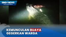 Buaya 4 Meter Muncul di Kali, Warga Pesisir Teluk Bandar Lampung Geger