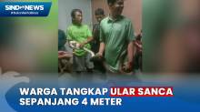 Ular Sanca Sepanjang 4 Meter Ditangkap Warga di Plafon Toilet Rumah