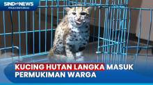 Kucing Hutan Langka Terjebak di Permukiman Warga Palangka Raya, Diduga akibat Karhutla