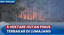 Musim Kering Ekstrem, 5 Hektare Hutan Pinus Terbakar di Lumajang