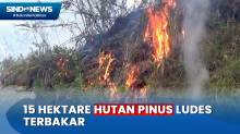 Dekati Permukiman Warga, Kobaran Api Hanguskan 15 Hektare Hutan Pinus di Mamasa