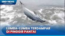 Diduga karena Cuaca Ekstrem, Lumba-Lumba Terdampar di Pinggir Pantai Pasir Jambak Padang