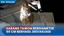 Bertengger di Rumah Warga, Sarang Tawon Berdiameter 60 cm Berhasil Dievakuasi