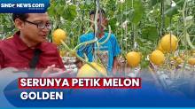 Serunya Wisata Petik Buah Melon di Kampung