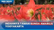 Menikmati Indahnya Taman Bunga Amarilis Yogyakarta yang Tumbuh Setahun Sekali