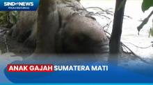 Diduga Terseret Banjir Bandang, Anak Gajah Sumatera Mati