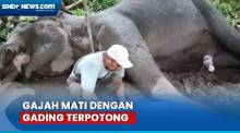 Gajah TN Tesso Nilo Mati Diracun, Gading Sebelah Kiri Terpotong