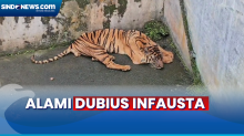 Kondisi Empat Harimau Sumatera di Medan Zoo, Tiga Diantaranya Terancam Mati