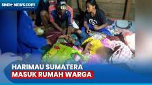 Bocah 2 Tahun Diserang Harimau Sumatera saat Tidur dalam Rumahnya di Siak