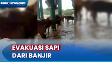 Sapi di Sampang Terjebak Banjir, Warga Evakuasi ke Masjid