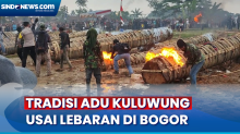 Mengintip Keseruan Warga 2 Kampung di Bogor Berbalas Tembakan Meriam Raksasa dalam Tradisi Adu Kuluwung