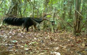 Ungkap Hewan-hewan Misterius di Amazon, Ilmuwan Pasang 57.000 Kamera