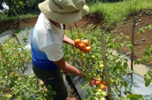 Selama Lebaran, Produksi Sayuran Meningkat, Ekspor Tumbuh Positif