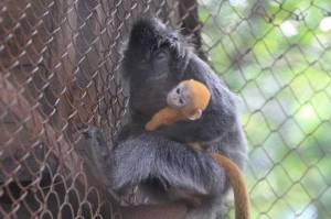 Si Remon yang Menggemaskan, Bayi Lutung Lahir di Kebun Binatang Bandung