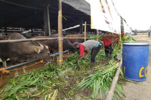 Kecamatan Kramat Jati Sediakan 28 Tempat Pemotongan Hewan
