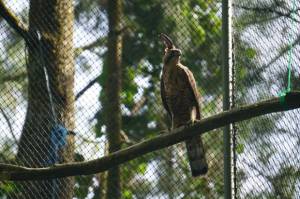 Perusahaan Teknologi Pengolahan Limbah Tertarik Lestarikan Burung Elang Jawa
