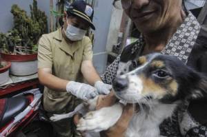 Ribuan Hewan Penular Rabies di Jakarta Barat Telah Divaksin