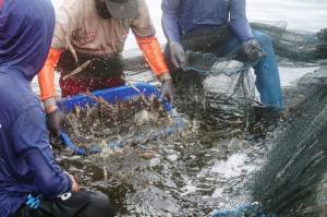 Petambak Pacitan dan Situbondo Merasakan Manfaat XL Smart Aquaculture