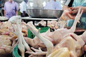 Lewat Gemaya, Kementan Bantu Peternak Ayam dari Terjangan Pandemi