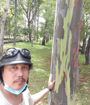 Wow, Ternyata Pohon Pelangi Terindah di Dunia Juga Ada di Jakarta