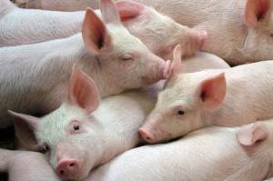 FDA Setujui Babi Hasil Rekayasa Genetik untuk Makanan dan Transplantasi