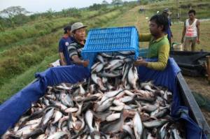 Budidaya Kian Efisien, Struktur Ekonomi Pembudidaya Ikan Membaik