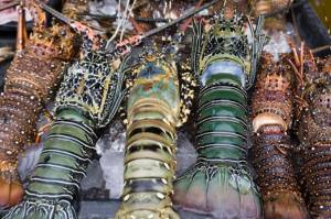Pola Cangkang Lobster Menginspirasi Ilmuwan Membuat Beton Lebih Kuat