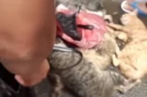 Viral Pembunuhan Kucing lalu Dimasak di Palmerah, Polisi: Untuk Obat Suami Pelaku