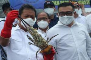 Janji Menteri Trenggono: Kita Lawan Ekspor Benih Lobster!