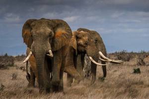 Diambang Kepunahan, Gajah Afrika Mengalami Penurunan Populasi hinggga 86%