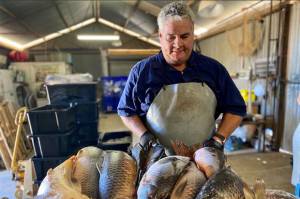 Ikan Mas Menu Favorit di Indonesia, tapi di Australia Jadi Hama Berbahaya