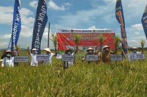 Lewat Agrosolution Pupuk Indonesia Diminta Tingkatkan Produktivitas Petani Jember
