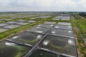 Shrimp Estate Bakal Bikin Produksi Udang Semakin Tegak