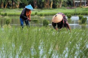 Bangun Sumur Resapan, Danone Bantu Tingkatkan Sektor Pertanian