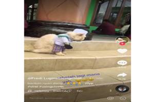 Cari Sandal di Masjid, Kucing Bergaya Pak Haji Ini Viral di Medsos