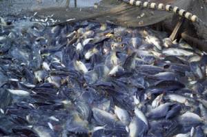 Perluas Pembiayaan Usaha, KKP Percepat Legalitas Kepemilikan Lahan Budidaya Ikan