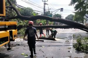 24 Pohon di Jakarta Barat Tumbang, Damkar DKI: Itu Laporan yang Masuk
