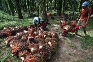 Asian Agri Targetkan Peremajaan Sawit Tiap Tahun 5.000 Ha